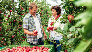 Holle farmers picking apples