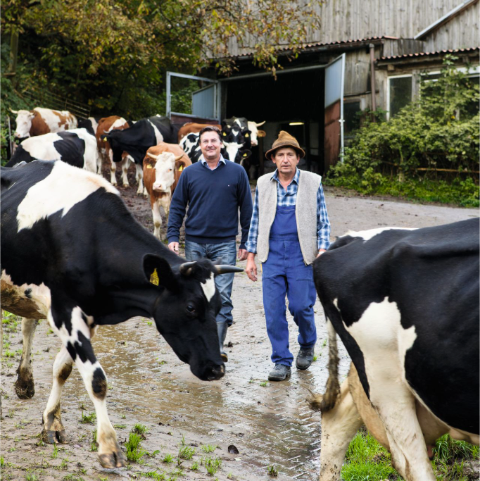 Holle farm with farmers and cows
