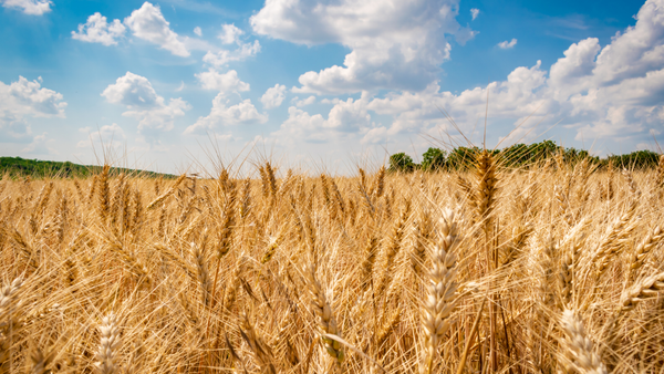 field of grain